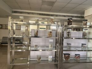 ORGAN STORAGE & DISPLAY RACK